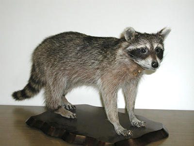 racoon1