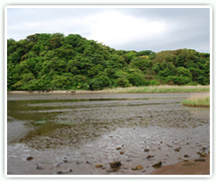 三浦市江奈湾の干潟