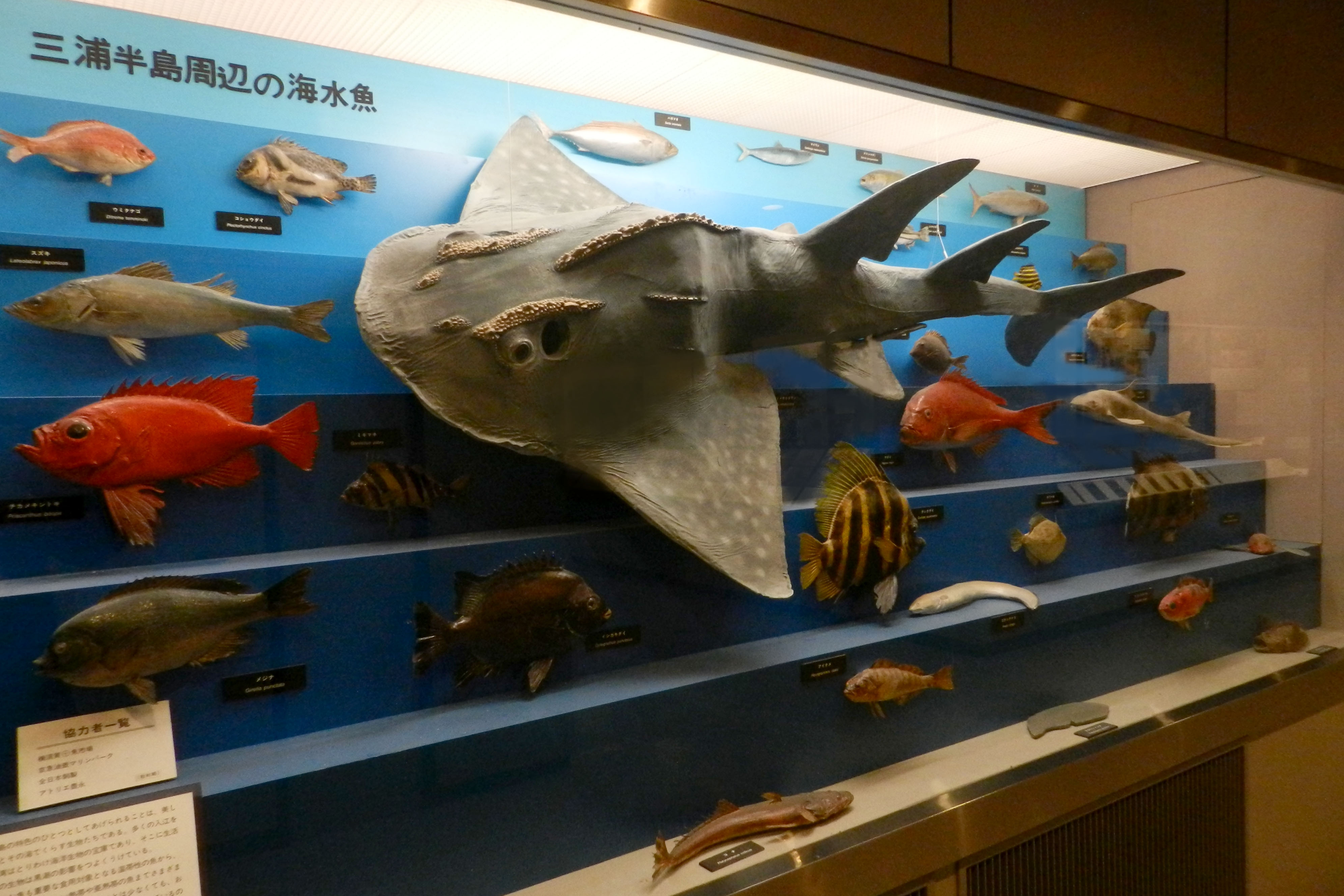 魚類 横須賀市自然 人文博物館 魚類 横須賀市自然 人文博物館