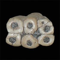 デスモスチルスの歯化石